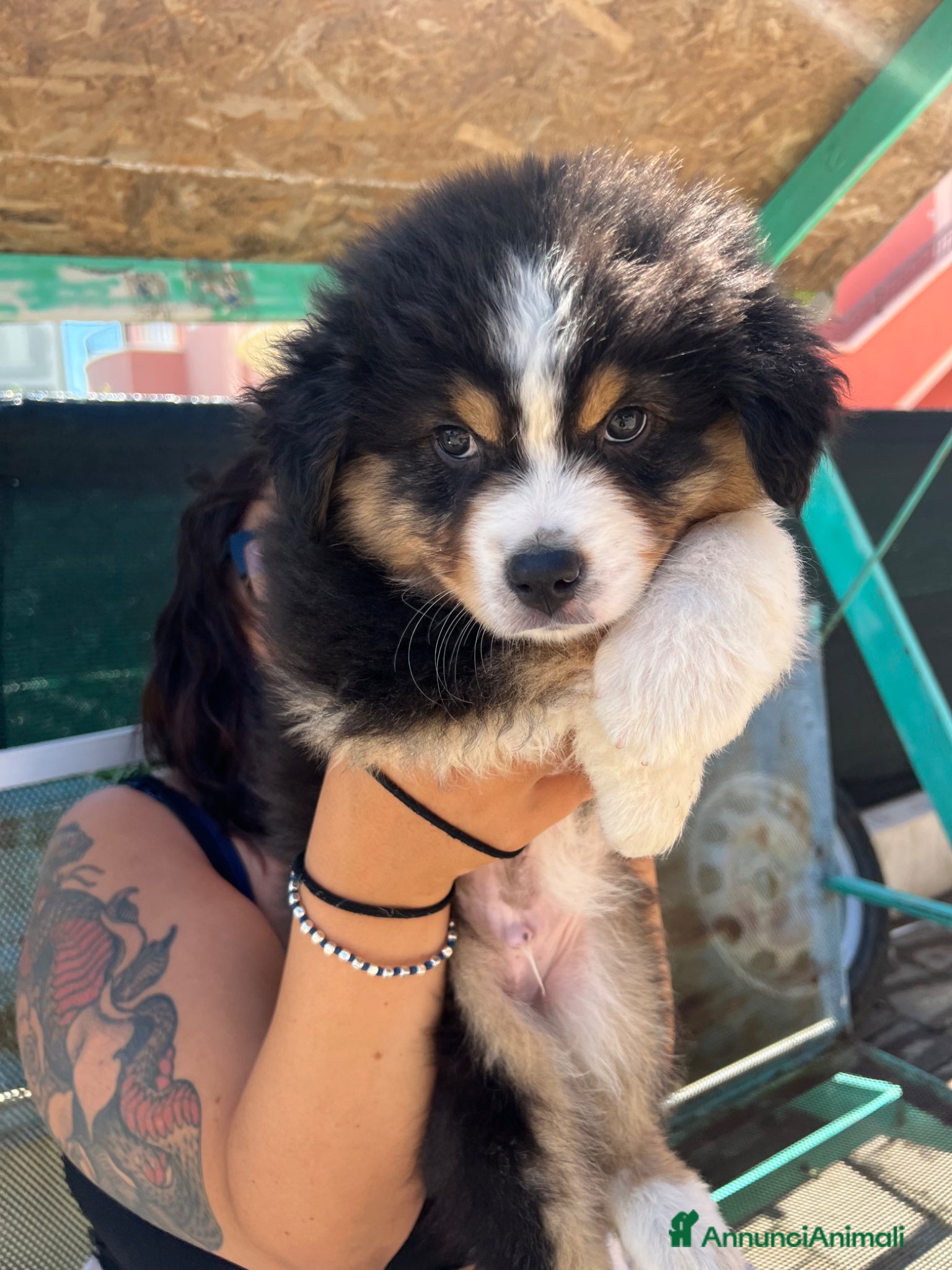 Australian Shepherd cani Cucciolo black Tricolor di Australian Sheppard - Annuncio 1