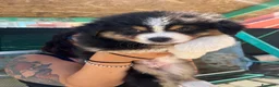 Australian Shepherd cani in vendita: Cucciolo black Tricolor di Australian Sheppard a Provincia di Rimini - Annuncio 1