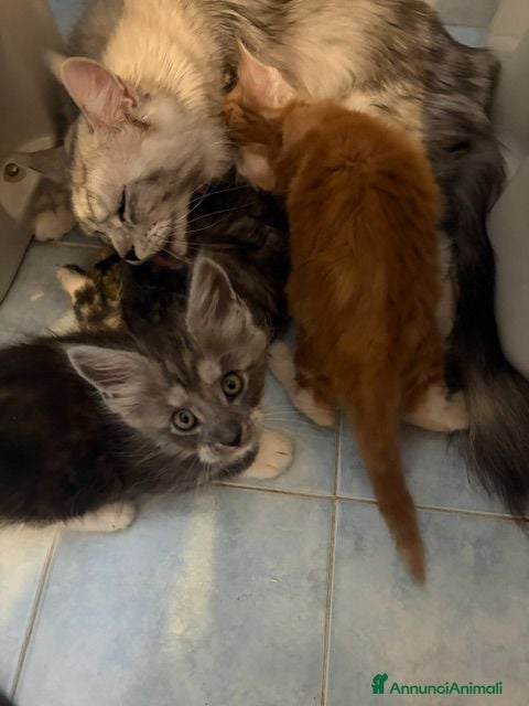 Maine Coon gatti Splendidi cuccioli di Maine Coon disponibili 🐾 - Annuncio 2
