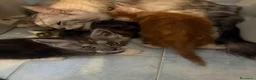 Maine Coon gatti in vendita: Splendidi cuccioli di Maine Coon disponibili 🐾 - Annuncio 1