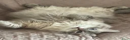 Siberiano gatti in vendita: Siberiano Neva Masquerade Blue Silver Tabby a Provincia di Reggio Emilia - Annuncio 4