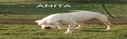 Dogo Argentino cani in regalo: ANITA educata ed affettuosa con le persone - Annuncio 1