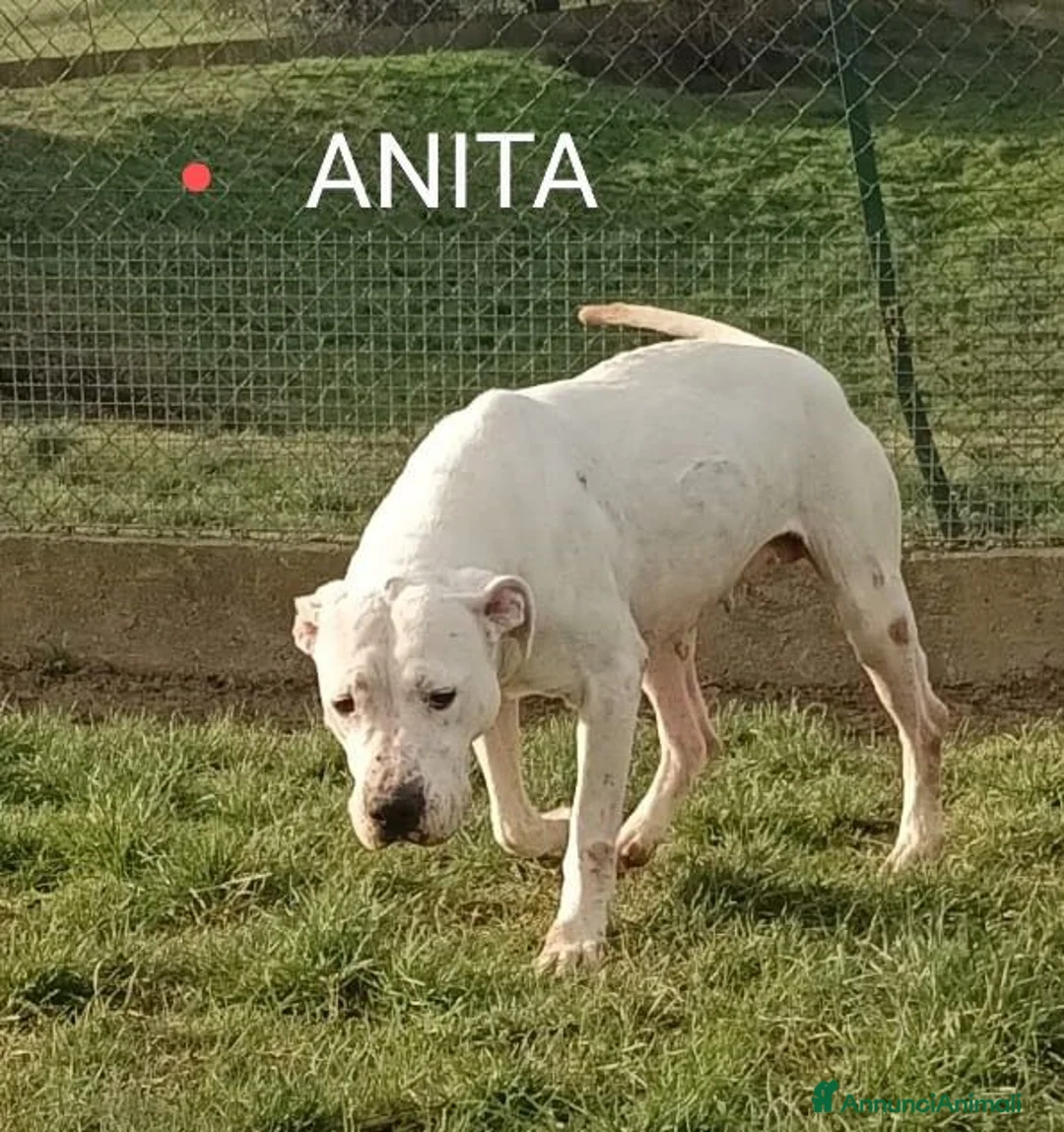 Dogo Argentino cani in regalo: ANITA educata ed affettuosa con le persone - Annuncio 1