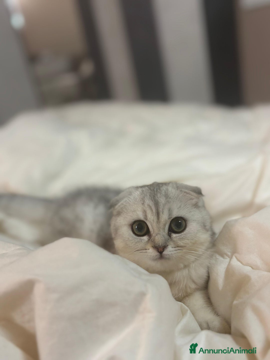 Scottish gatti in vendita: Cucciola scottish fold  - Annuncio 3