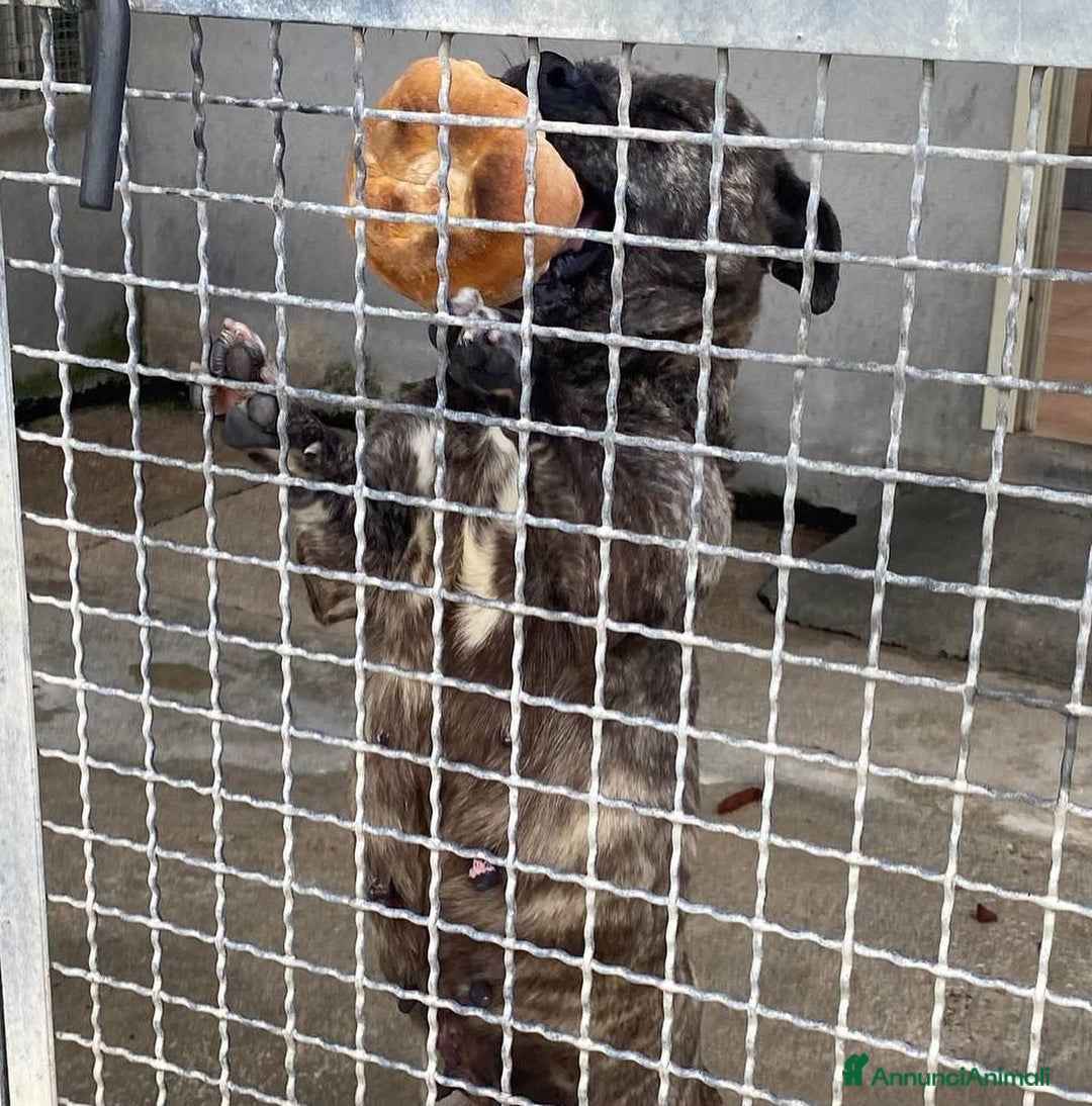 Meticcio cani in regalo: CETTINA simil pit 3 anni cerca casa a Provincia di Latina - Annuncio 4