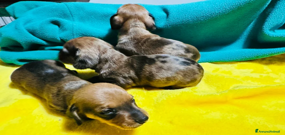 Immagine della galleria {{count}}