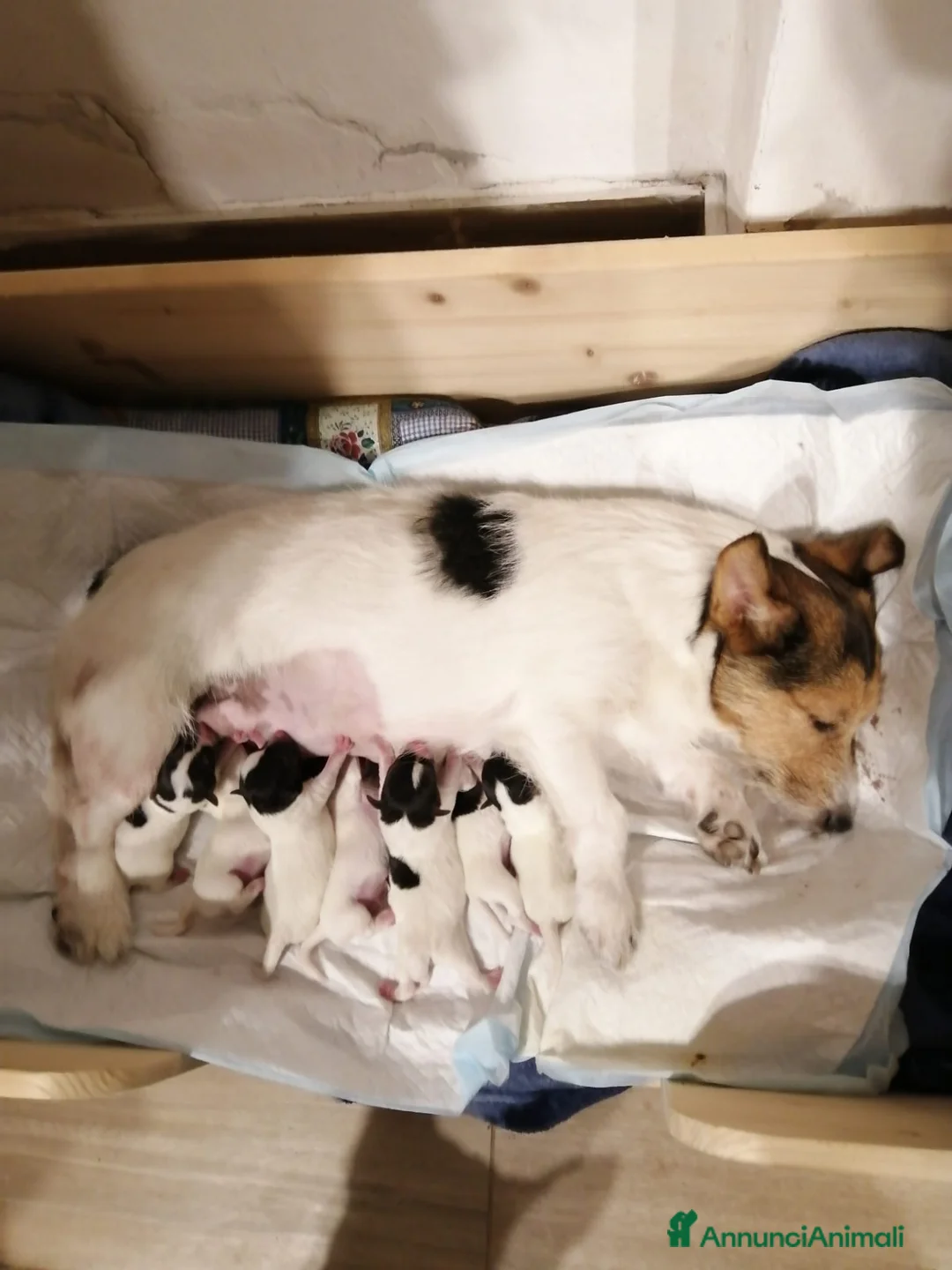 Jack Russell cani in vendita: Cucciola di jack russell terrier  - Annuncio 5