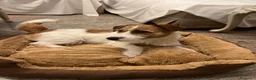 Jack Russell cani per accoppiamento: Achille cerca compagna - Annuncio 2