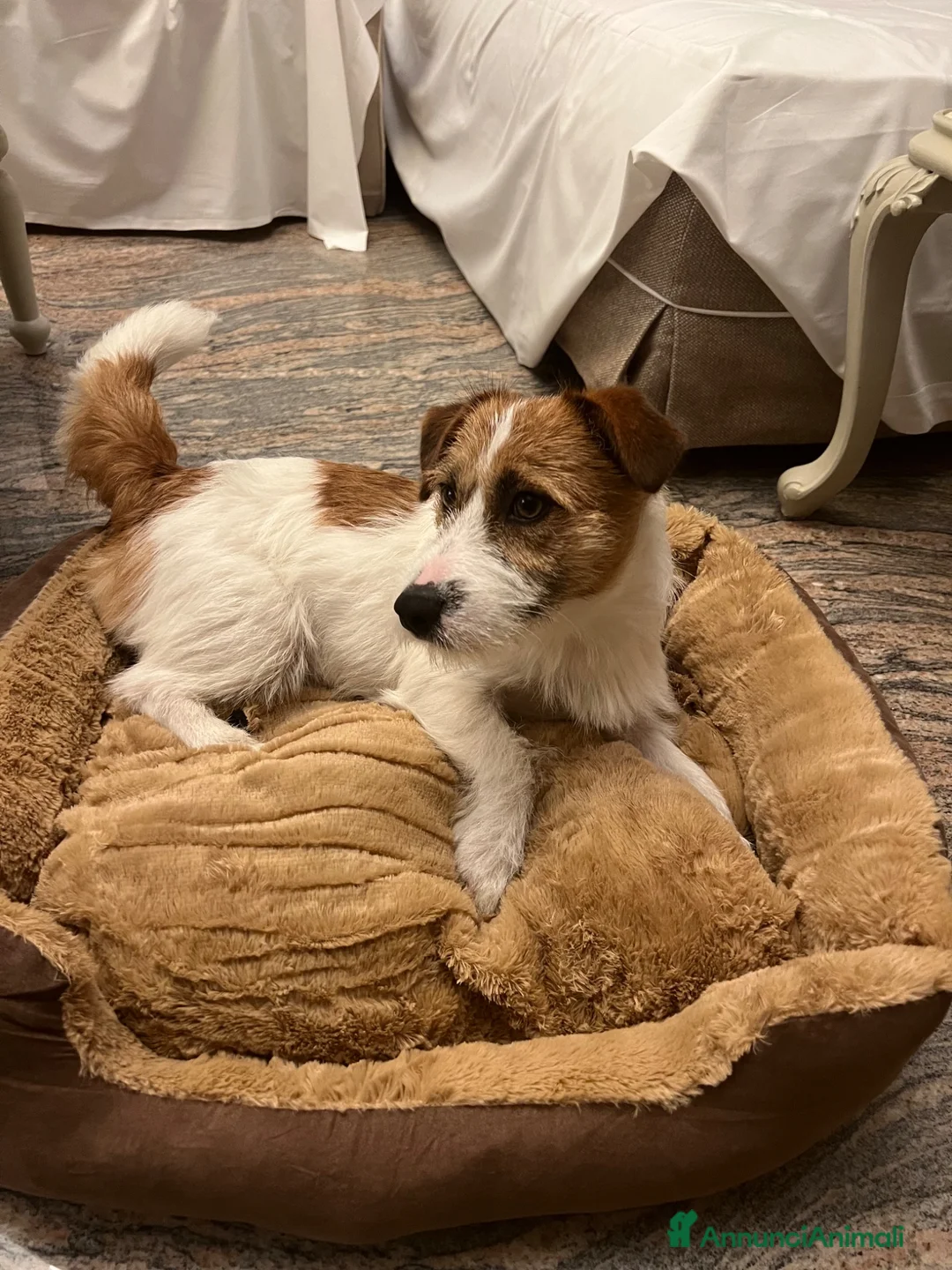 Jack Russell cani per accoppiamento: Achille cerca compagna - Annuncio 2