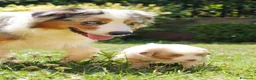 Australian Shepherd cani in vendita: Vendita cuccioli di pastore australiano Pedigree - Annuncio 1