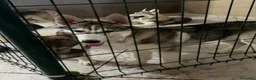 Husky cani in vendita: Husky di 4mesi - Annuncio 7