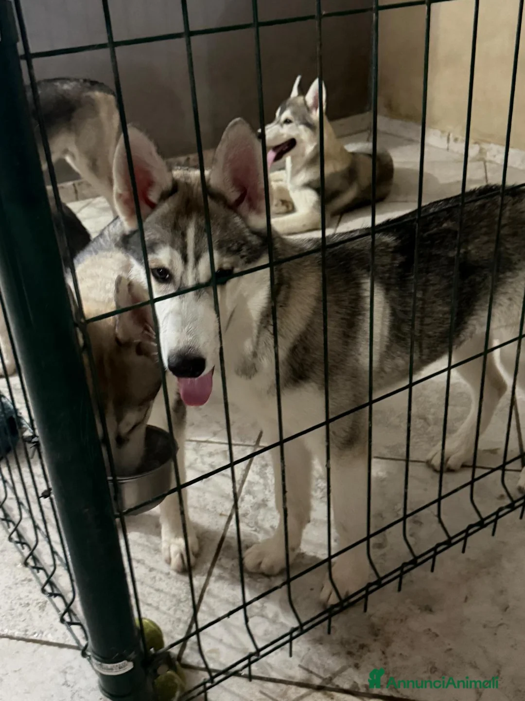 Husky cani in vendita: Husky di 4mesi - Annuncio 7