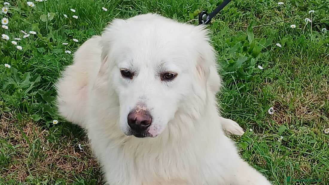 Meticcio cani DANTE HA BISOGNO DI UNA CASA E TANTO AMORE - Annuncio 17