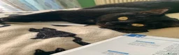 Europeo gatti in regalo: Gatta Europea Nera Sei Anni Cerca Casa  a Provincia di Ferrara - Annuncio 5