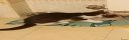 Europeo gatti in regalo: Gattina dolce - Annuncio 2