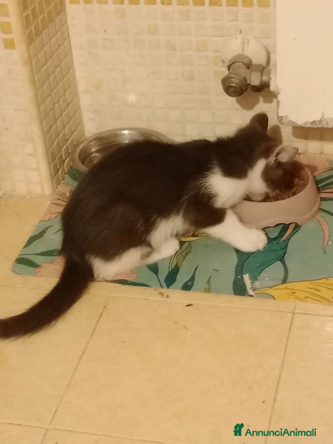 Europeo gatti in regalo: Gattina dolce - Annuncio 2