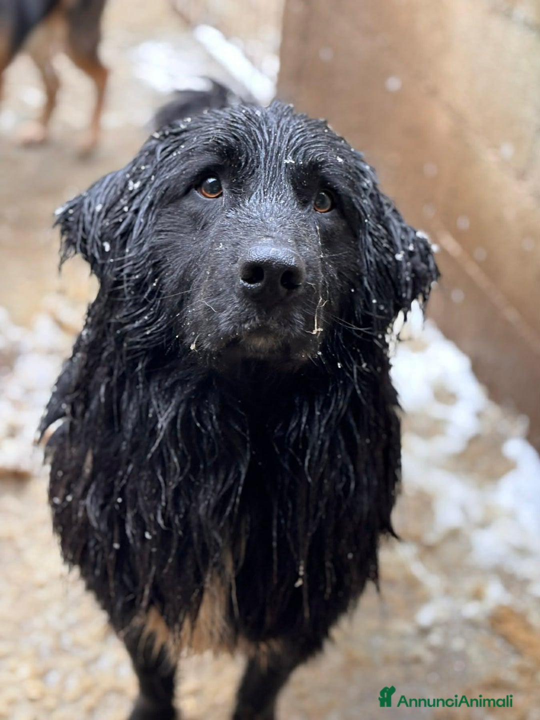 Meticcio cani in regalo: KUMBA, pastorino dolcissimo ignorato da tutti! - Annuncio 1