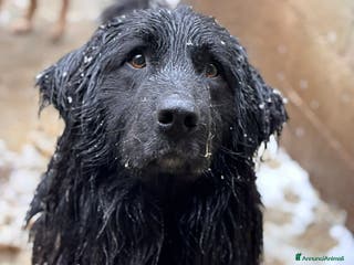 Meticcio cani KUMBA, pastorino dolcissimo ignorato da tutti! - Annuncio 32