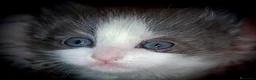 Siberiano gatti in vendita: Splendidi Cuccioli Gatto Siberiano Pedigree ENFI - Annuncio 7