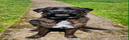 Meticcio cani in regalo: Simil Corso 5 anni - Annuncio 6