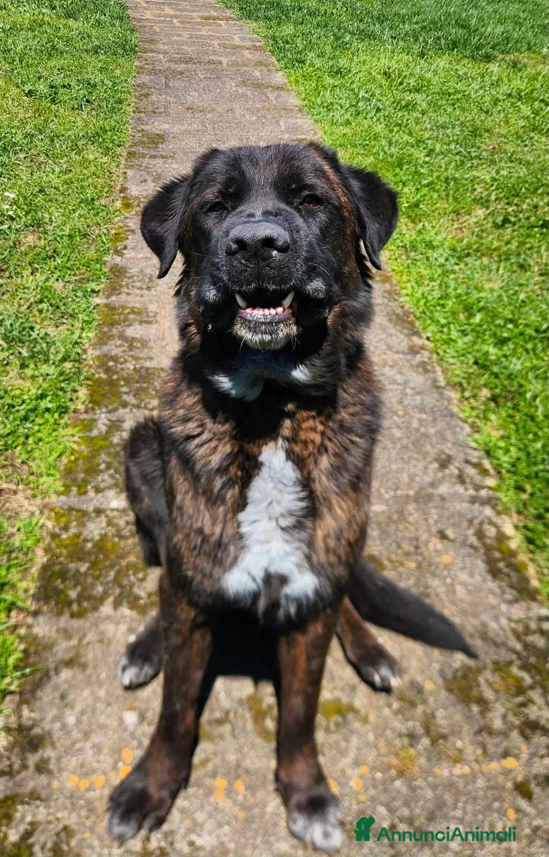 Meticcio cani in regalo: Simil Corso 5 anni - Annuncio 6