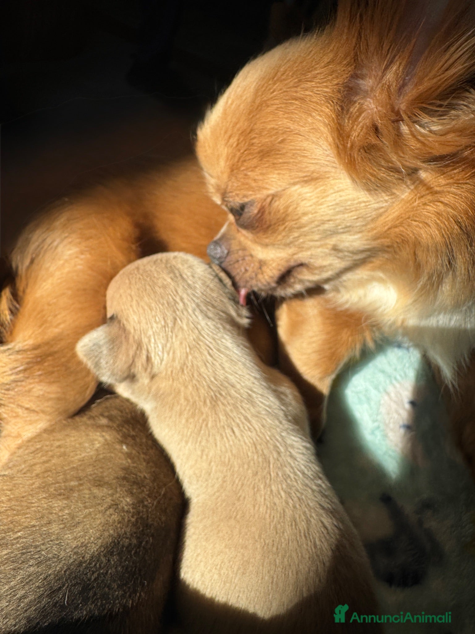 Chihuahua cani Quattro enormi dispenser di tenerezza  - Annuncio 23