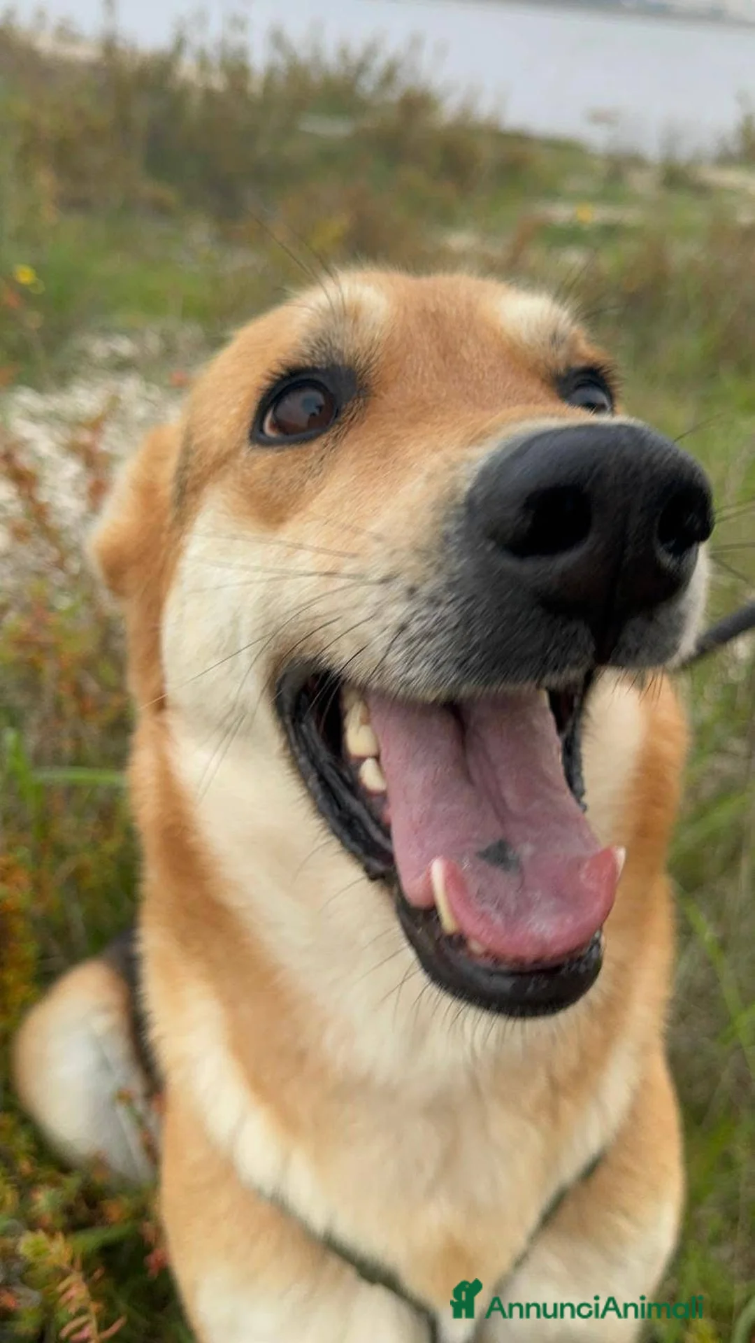 Meticcio cani in regalo: Betty - Annuncio 1