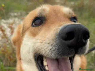 Meticcio cani Betty - Annuncio 17