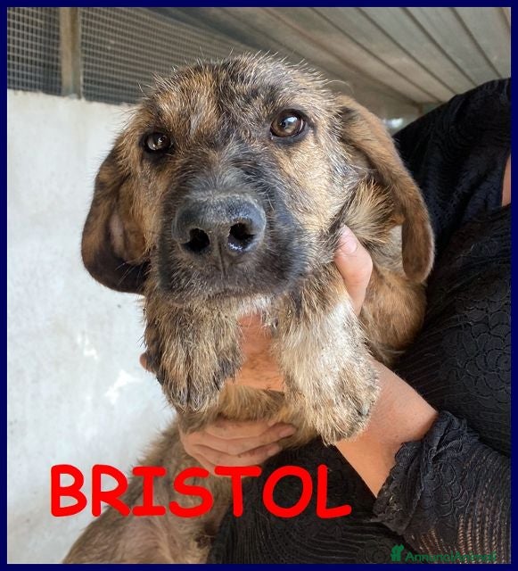 Meticcio cani BRISTOL 3anni in cerca di casa e amore - Annuncio 40