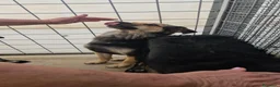 Meticcio cani in regalo: Andrea: 2 anni, timido e dolce - Annuncio 3