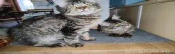 Maine Coon gatti in vendita: Dolcissimi cuccioli di Maine Coon xxl - Annuncio 9