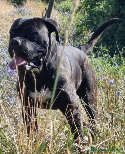 Immagine della galleria {{count}}