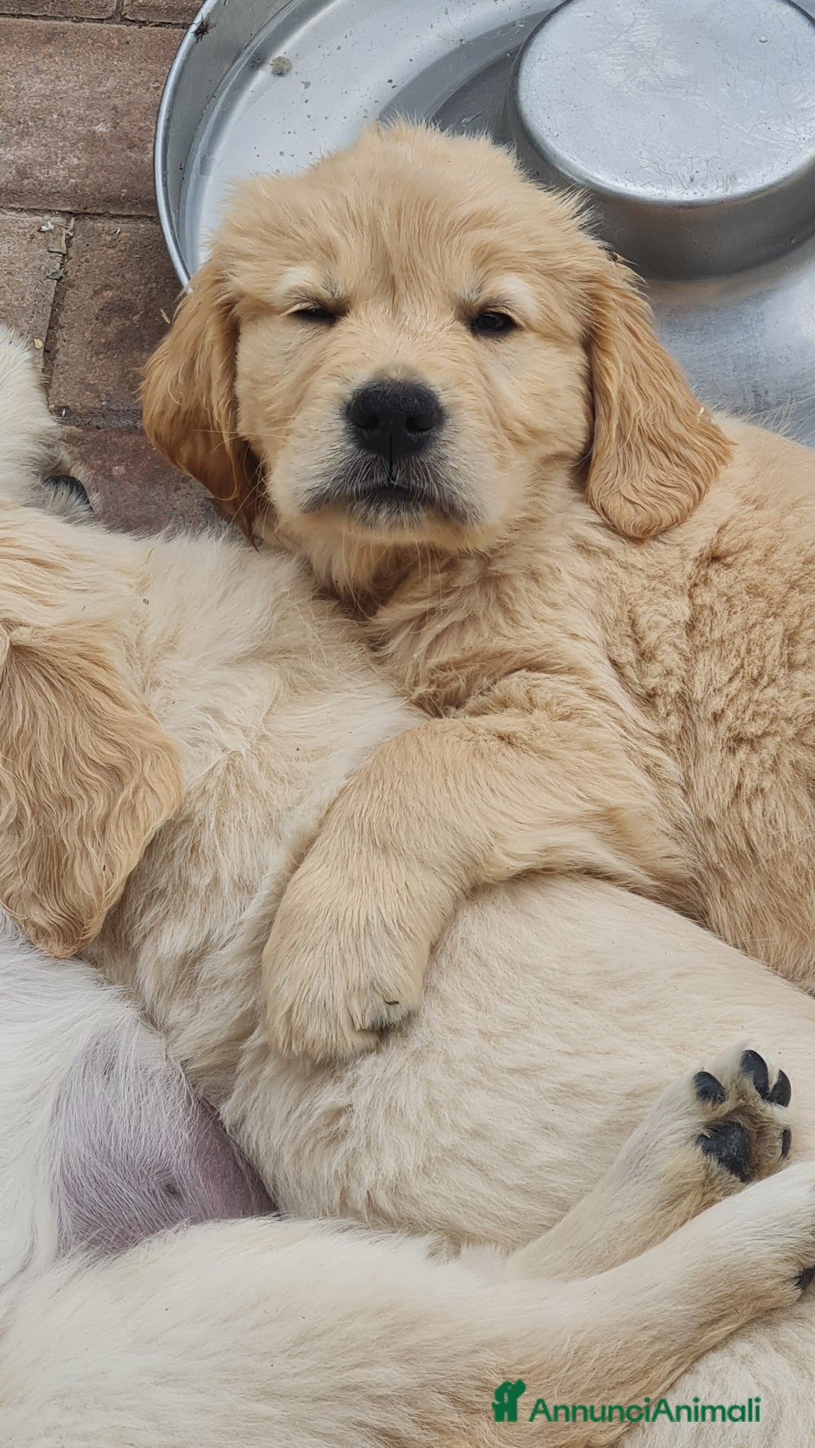 Golden Retriever cani in vendita: Cuccioli di Golden Retriever linea Inglese - Annuncio 5