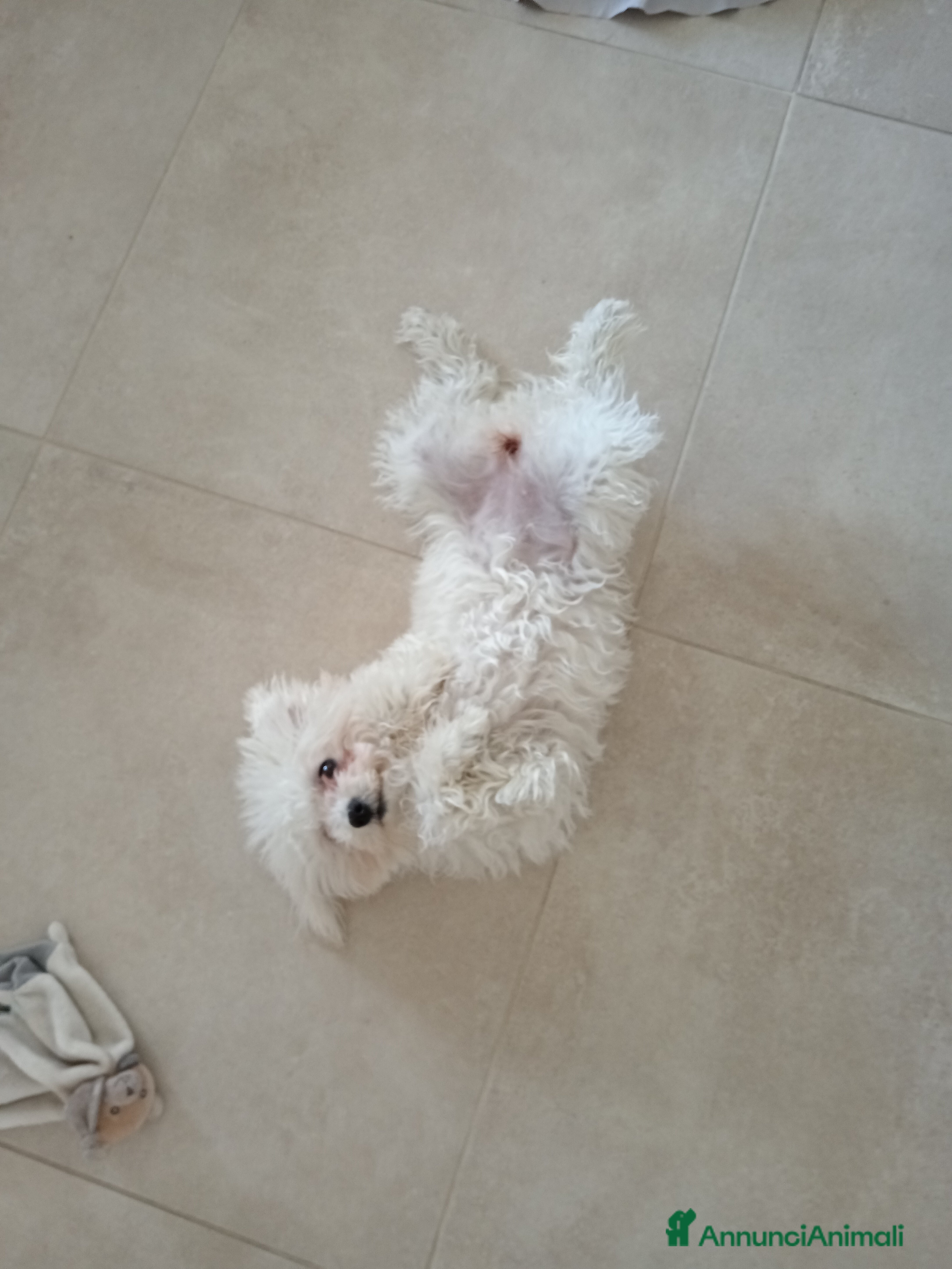 Maltese cani Maltese  - Annuncio 13