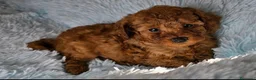 Barboncino Toy cani in vendita: Barboncino toy - Annuncio 1