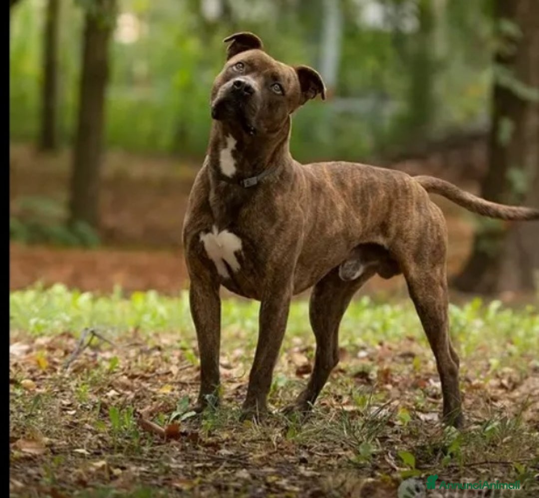 Pitbull cani in regalo: Pitbull tigrato adulto dalla cantina al box.PARMA a Città metropolitana di Milano - Immagine 4