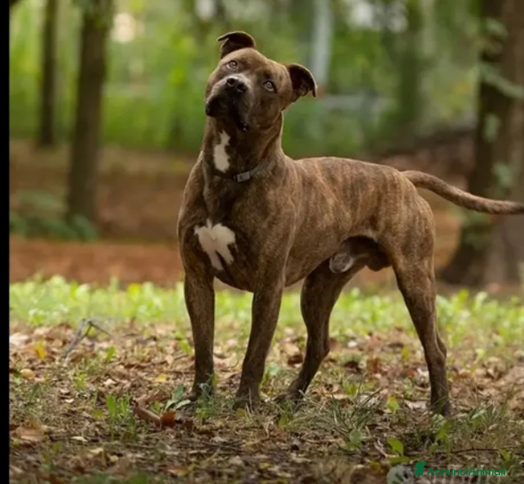 Pitbull cani in regalo: Pitbull tigrato adulto dalla cantina al box.PARMA a Città metropolitana di Milano - Annuncio 4