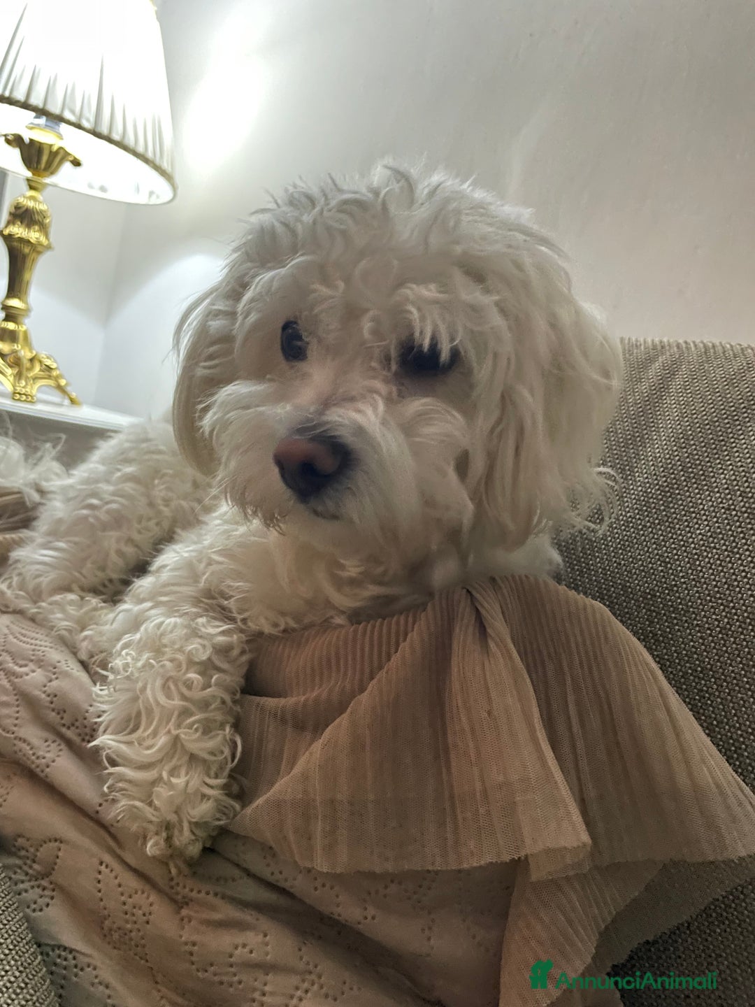 Maltipoo cani per accoppiamento: Gratis!!! - Annuncio 2