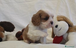 Cavalier King cani in vendita: Ultimo cucciolo di Cavalier King con pedigree a Città metropolitana di Milano - Immagine 1