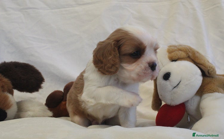 Cavalier King cani a Città metropolitana di Milano - Annuncio 2
