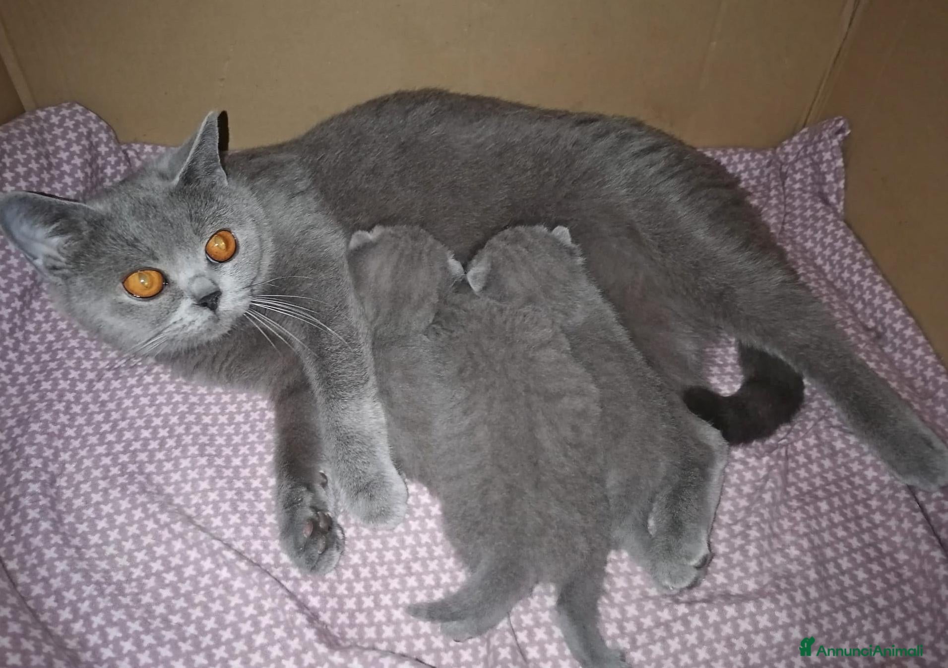 British gatti BRITISH Shorthair BLU - Annuncio 7