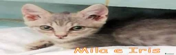 Europeo gatti in regalo: MILA E IRIS GATTINE DI DUE MESI - Annuncio 3