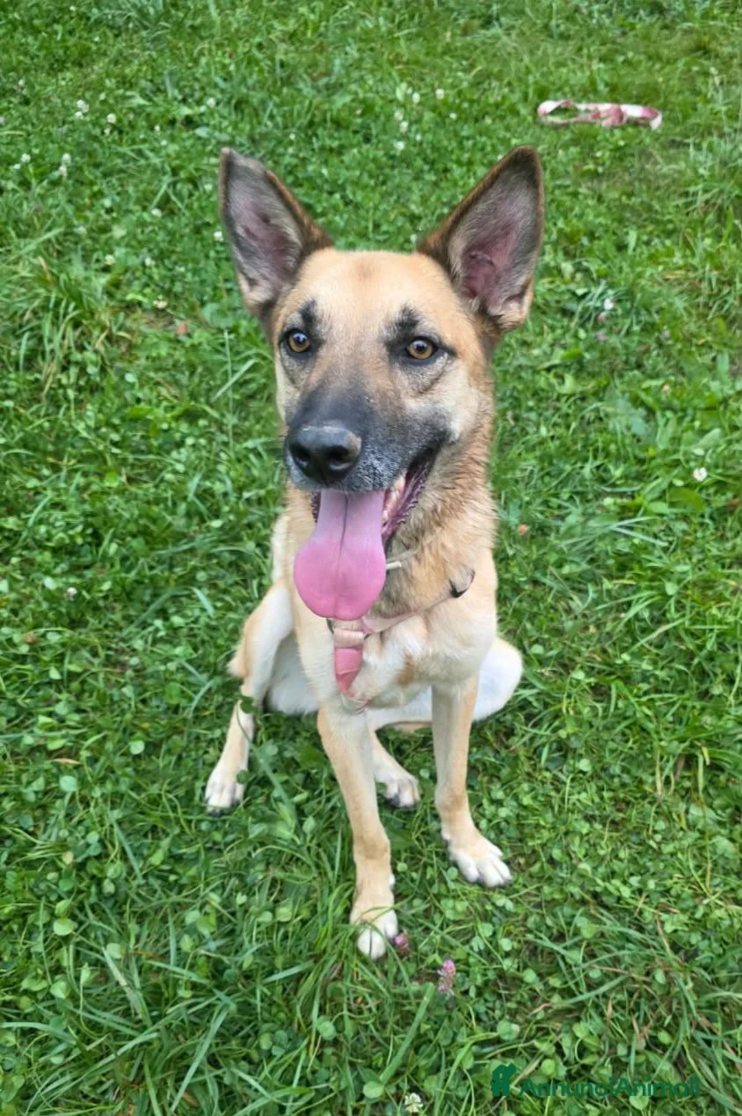 Meticcio cani in regalo: Simil pastorina 2anni ok gatti tolta da 1lager BG - Annuncio 1