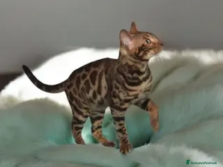 Bengala gatti Bellissimi gattini del Bengala - Annuncio 1