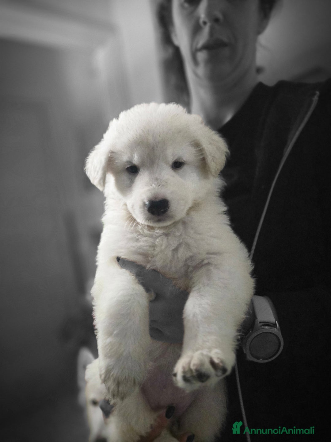 Pastore Svizzero cani in vendita: Cuccioli di pastore svizzero bianco - Annuncio 16