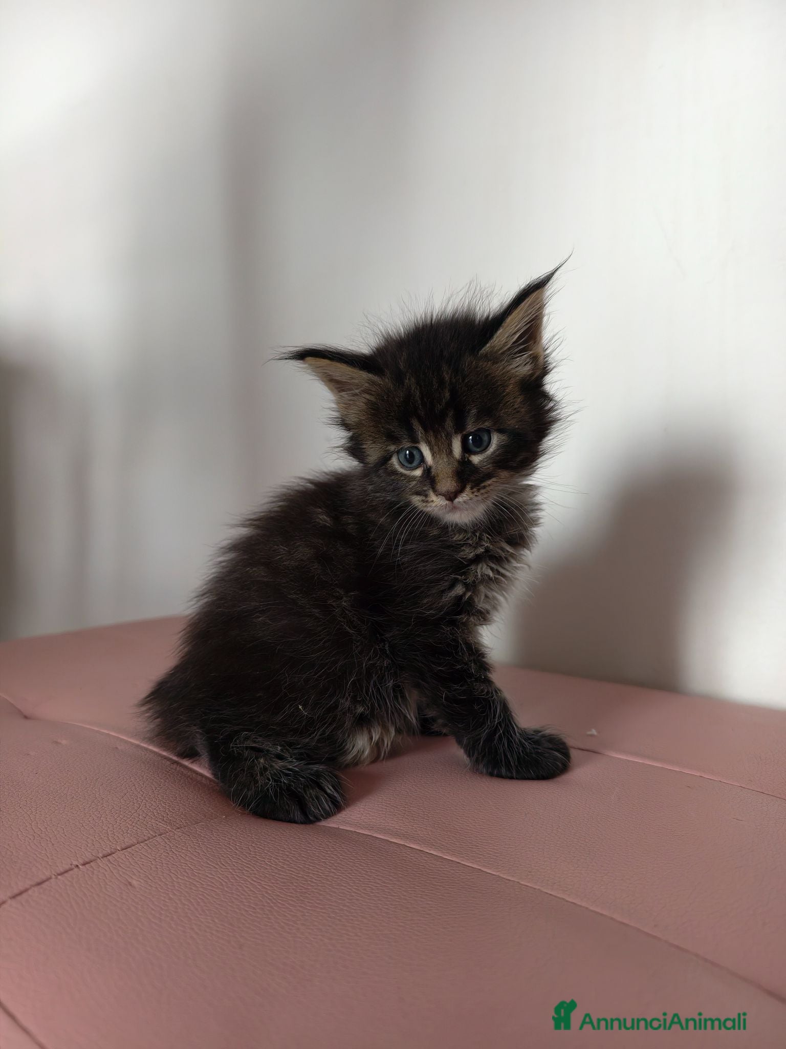 Maine Coon gatti in vendita: Bellissimo cucciolo Maine Coon - Annuncio 1