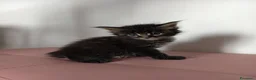 Maine Coon gatti in vendita: Bellissimo cucciolo Maine Coon - Annuncio 1