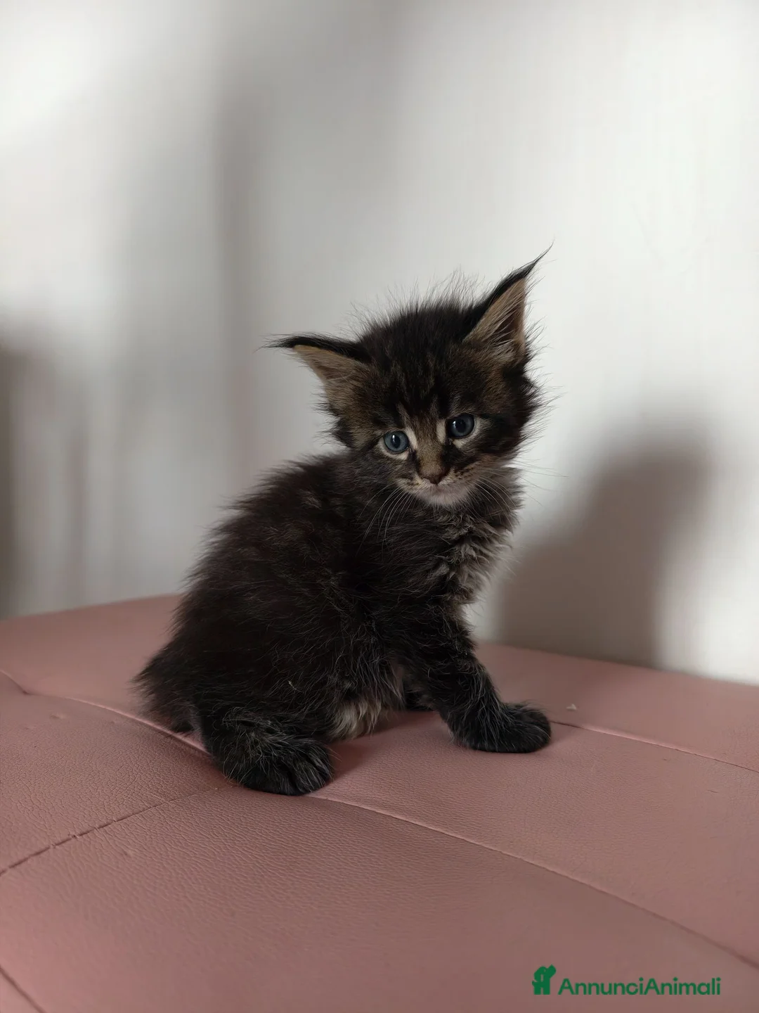 Maine Coon gatti in vendita: Bellissimo cucciolo Maine Coon - Annuncio 1
