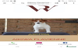 Jack Russell cani in vendita: Cucciolo broken jackrussell terrier a Provincia di Alessandria - Immagine 7