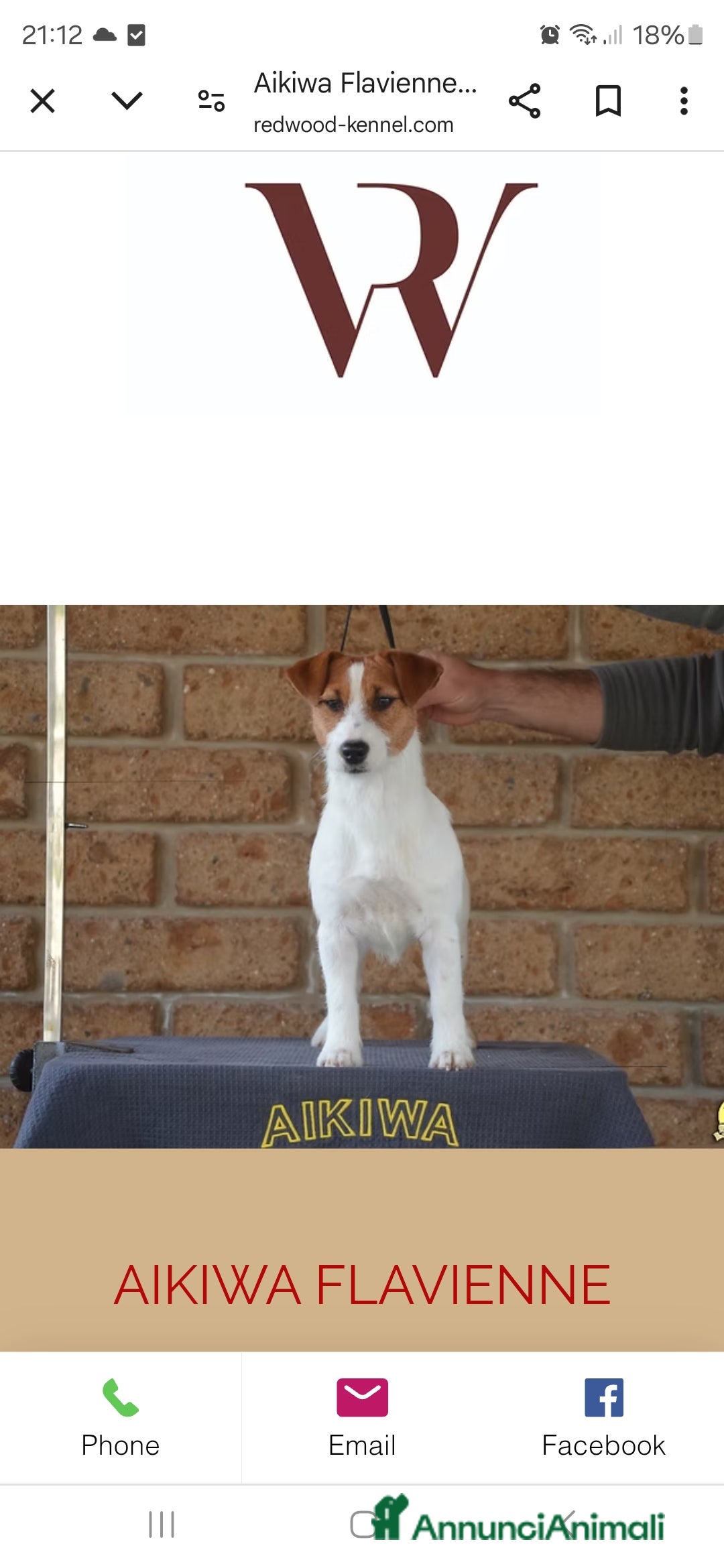 Jack Russell cani in vendita: Cucciolo broken jackrussell terrier a Provincia di Alessandria - Immagine 7